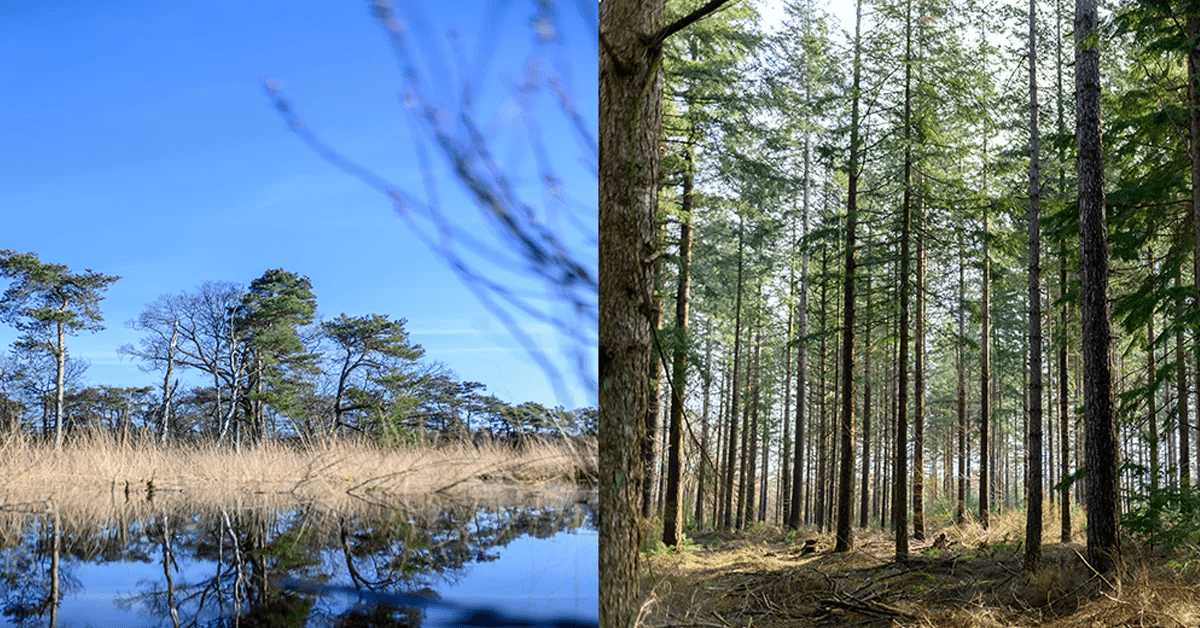 Publieke participatie bij natuurbehoud en duurzaamheidsprojecten